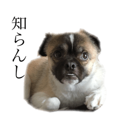 [LINEスタンプ] ブサイクこれくしょん