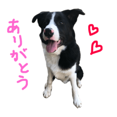 [LINEスタンプ] 看板犬のテントくん