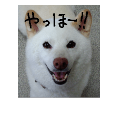 [LINEスタンプ] はなちゃん犬です