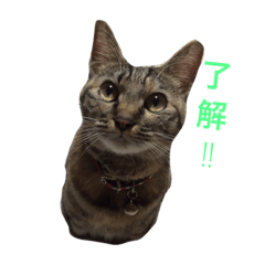 [LINEスタンプ] 猫の銀ちゃんスタンプ