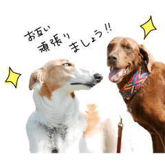 [LINEスタンプ] うちの大型犬 ②