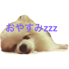 [LINEスタンプ] ポメラニアンのぽちょ