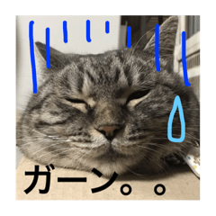 [LINEスタンプ] 小太郎＆みちこ 猫たち
