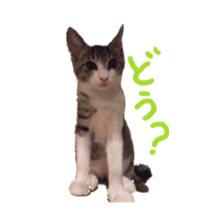 [LINEスタンプ] わがやのねこちゃんず