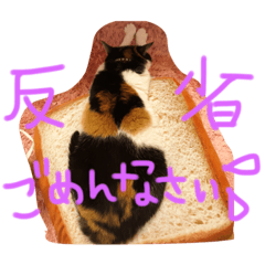 [LINEスタンプ] 三毛猫みぃたん