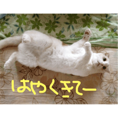 [LINEスタンプ] 猫のしげしげエブリデイ