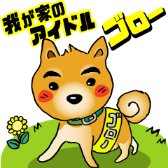 [LINEスタンプ] 柴犬ゴロー（我が家のアイドル ゴロー）