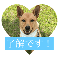 [LINEスタンプ] 雑種犬 つむぎ ＆ メイ 2