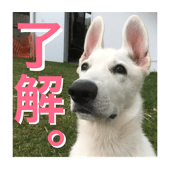 [LINEスタンプ] 真っ白犬ゆず2