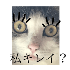 [LINEスタンプ] わがまま猫のひめ