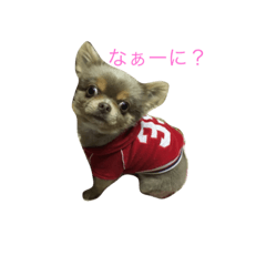 [LINEスタンプ] ビィトりん