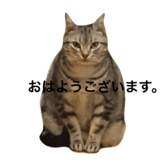 [LINEスタンプ] シンバたち