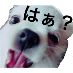 [LINEスタンプ] チワワばむ(日常会話)