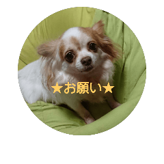 [LINEスタンプ] リアルちわわ犬  こころのスタンプ♪