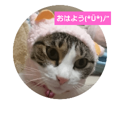 [LINEスタンプ] ツンデレ猫の日常会話