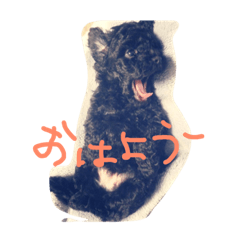 [LINEスタンプ] バカ犬家族