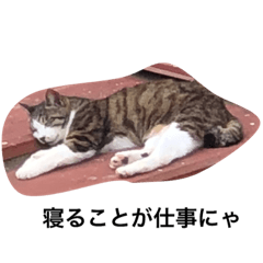 [LINEスタンプ] とある野良猫の日常