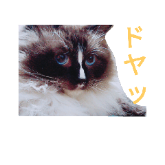 [LINEスタンプ] 猫なのにベック