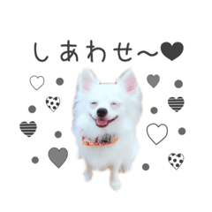 [LINEスタンプ] 愛犬のまいにち