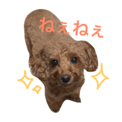 [LINEスタンプ] トイプードルもも2018