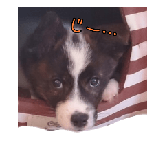 [LINEスタンプ] 犬と猫、ときどき兎 2