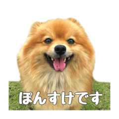 [LINEスタンプ] ぽんすけのすたんぷ