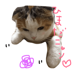 [LINEスタンプ] 猫のぎんちゃん 1の画像（メイン）
