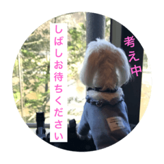 [LINEスタンプ] かわいい犬。マルチーズ♡