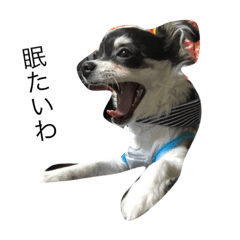 [LINEスタンプ] 犬の癒し