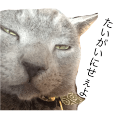 [LINEスタンプ] よねぽち 第一弾