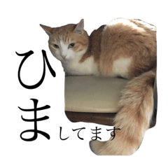 [LINEスタンプ] マイペースな猫のパン