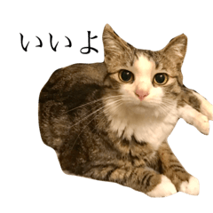 [LINEスタンプ] かわいい猫のモコ