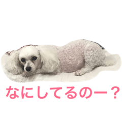 [LINEスタンプ] トイプードルひなちゃんスタンプ2