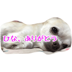 [LINEスタンプ] ひなthankyou