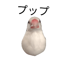 [LINEスタンプ] 文鳥のプップ