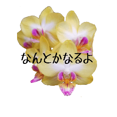[LINEスタンプ] 使える花(蘭)で癒す/励ますスタンプ 実写