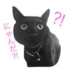 [LINEスタンプ] 黒猫サンジ