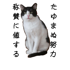 [LINEスタンプ] シロクロが応援します