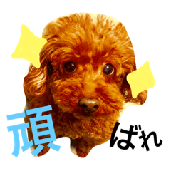 [LINEスタンプ] 犬の気持ちスタンプ