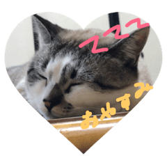 [LINEスタンプ] 佐藤家のペット猫のまるです