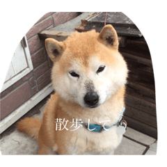 [LINEスタンプ] 犬の気持ち想像