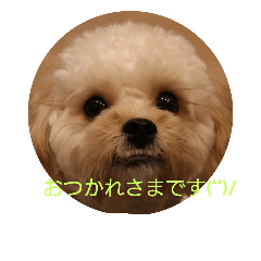 [LINEスタンプ] もこ ご挨拶