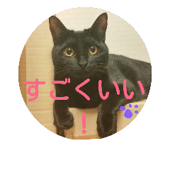 [LINEスタンプ] 黒猫レクサイ