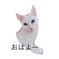 [LINEスタンプ] 奈緒さんちの猫さん