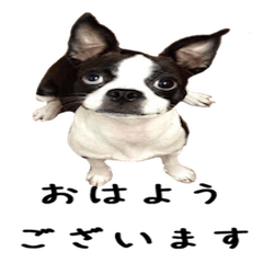 [LINEスタンプ] 癒しのアリー