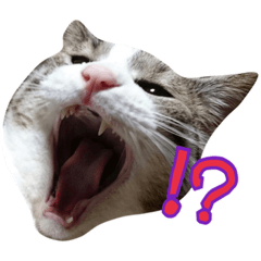 [LINEスタンプ] おがン家の猫