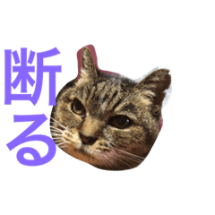 [LINEスタンプ] ミーとモモ