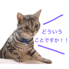 [LINEスタンプ] ねこのうめぼし2。