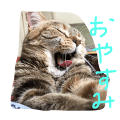 [LINEスタンプ] りずとぽんちゃん