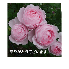 [LINEスタンプ] 薔薇と敬語